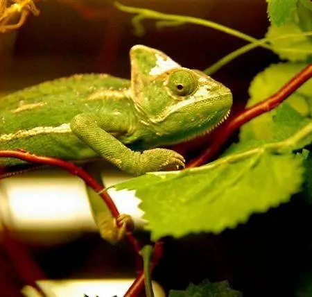 Hotel Hotel&spa Kameleon