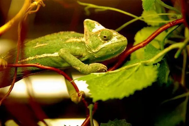 Hotel Hotel&spa Kameleon